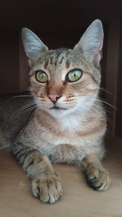 Greta
