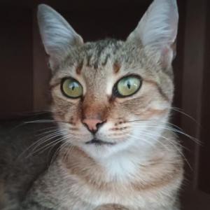 Greta