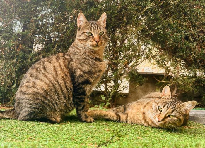 Minie & Gordin