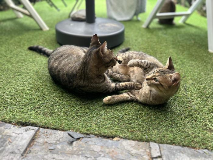Minie & Gordin