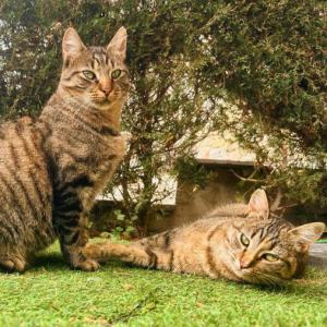 Minie & Gordin