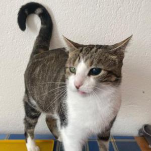 Estela