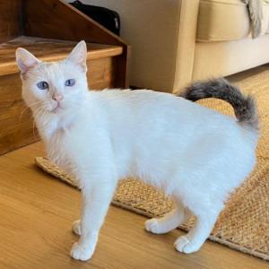 Neula