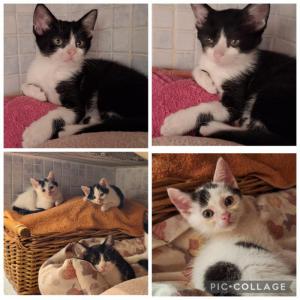 Ada, Teo, Quim y Paul