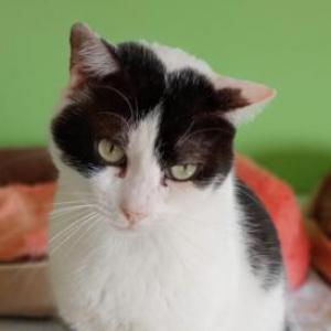 Oreo