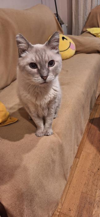 Watson