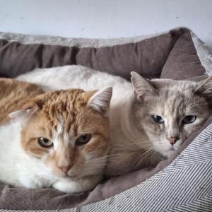 Pipa i Kitty