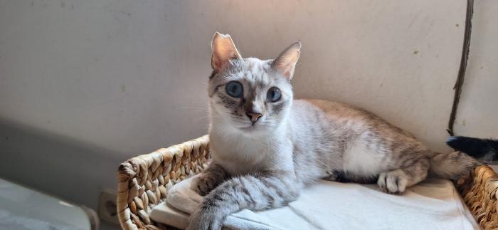 Violeta