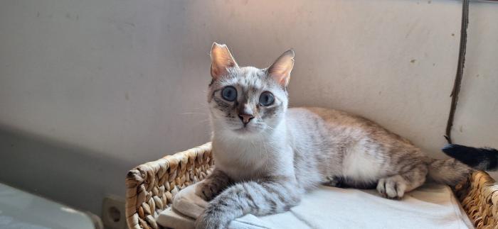 Violeta