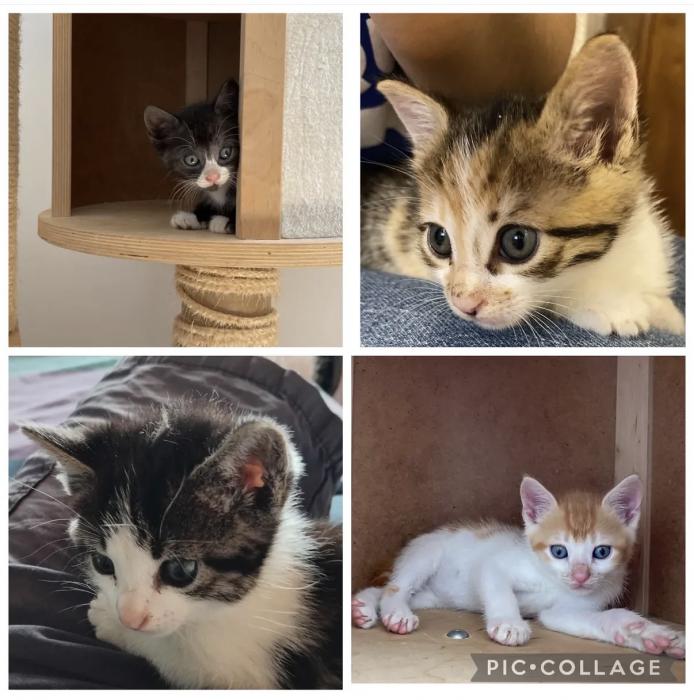 Gatitos