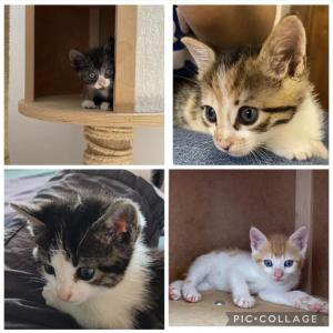 Gatitos