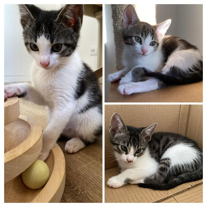 Henri & Gustavo 