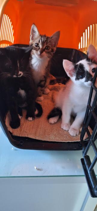 Gatitas
